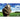 merino-sheep